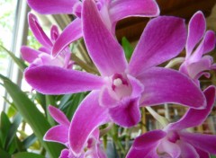 Fonds d'cran Nature orchide 