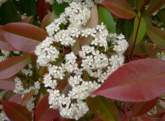 Wallpapers Nature fleurs de photinia