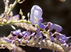 Wallpapers Nature Petites fleurs violettes