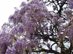 Fonds d'cran Nature Glycine