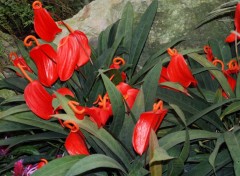 Fonds d'cran Nature Toujours dans les serres