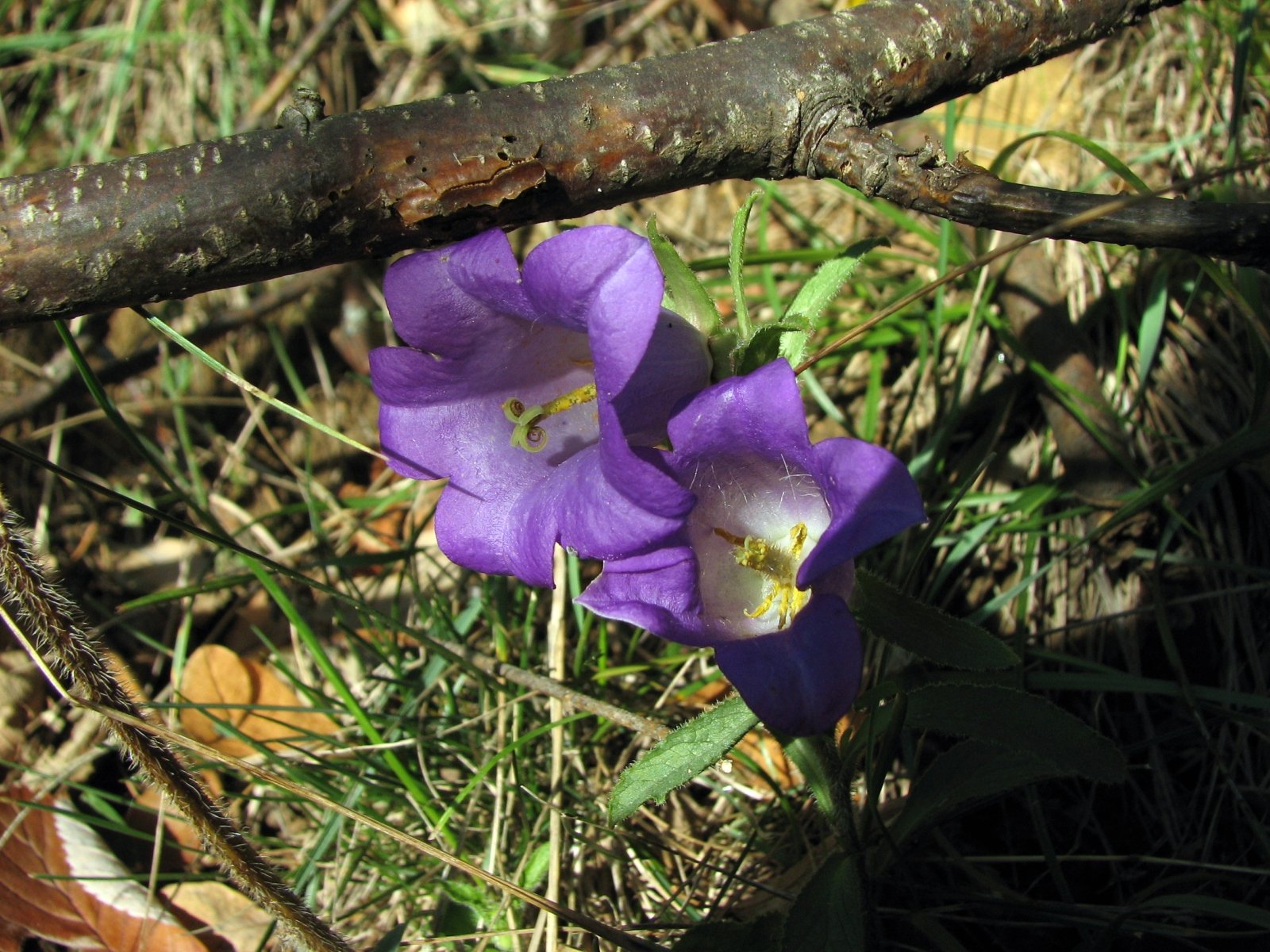 Fonds d'cran Nature Fleurs Campanule carillon