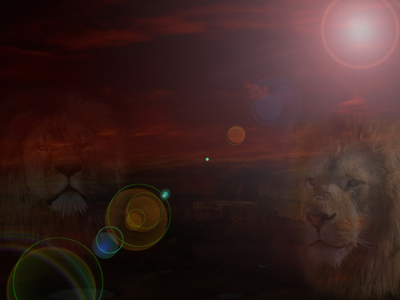 Wallpapers Animals Felines - Lions LION