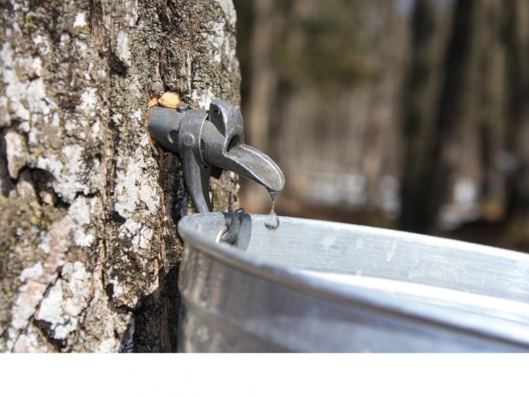 Fonds d'cran Nature Arbres - Forts le temps des sucres