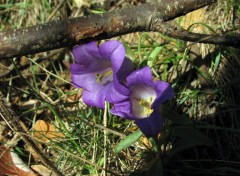 Fonds d'cran Nature Campanule carillon