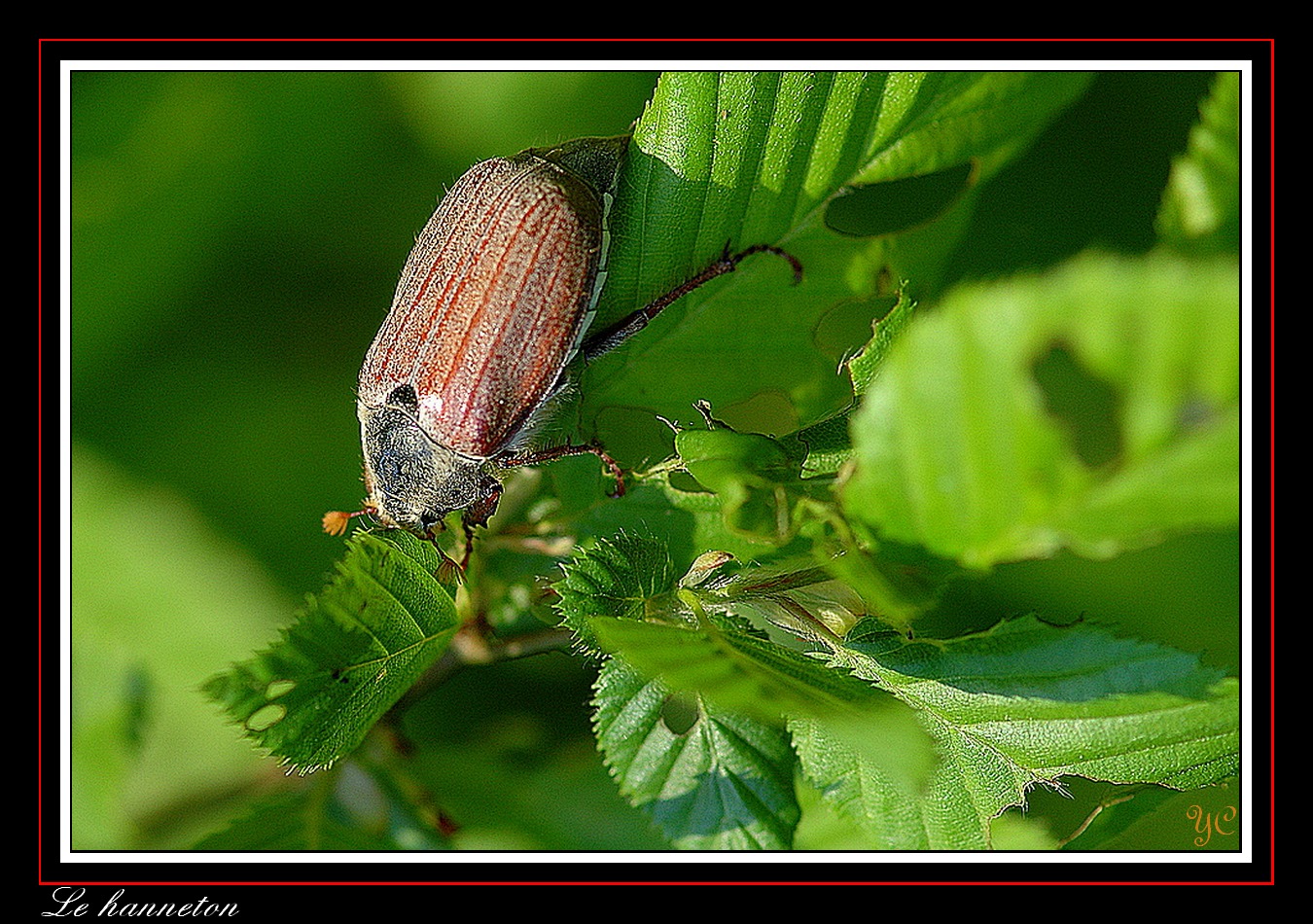 Wallpapers Animals Insects - Beetles Bon apptit