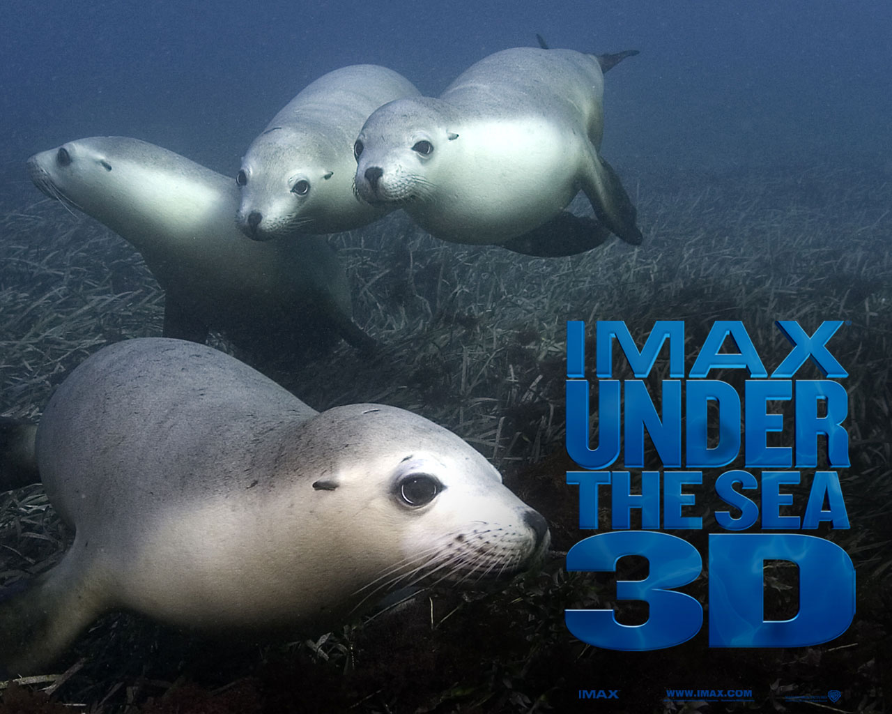 Fonds d'cran Cinma Under the Sea 3D 