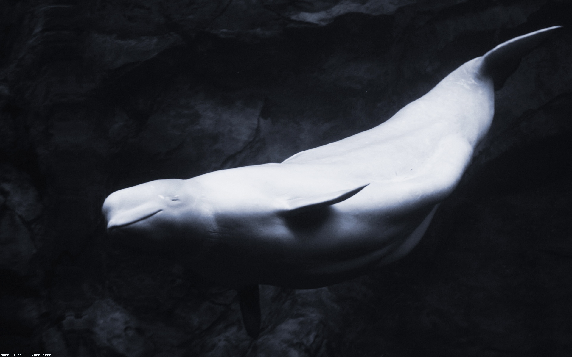 Wallpapers Animals Sealife - Belugas Fantme des mers