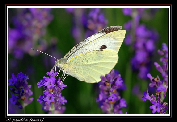 Wallpapers Animals Insects - Butterflies Au milieu des lavandes