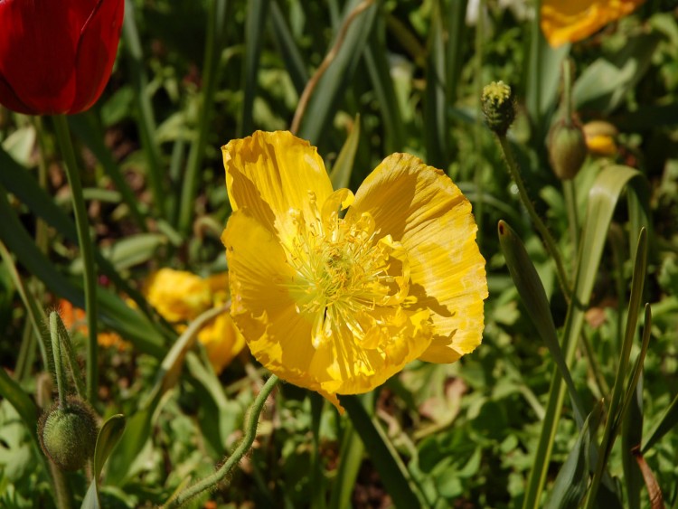 Fonds d'cran Nature Fleurs soleil