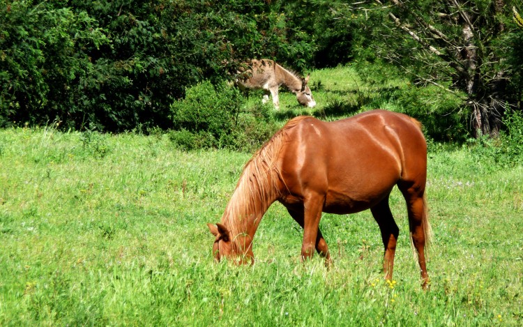 Fonds d'cran Animaux Chevaux Alezan