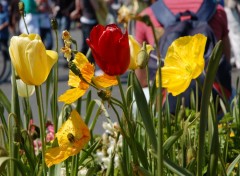 Fonds d'cran Nature bouquet