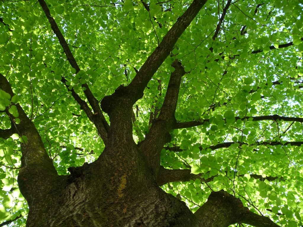 Fonds d'cran Nature Arbres - Forts un bol d'oxygne