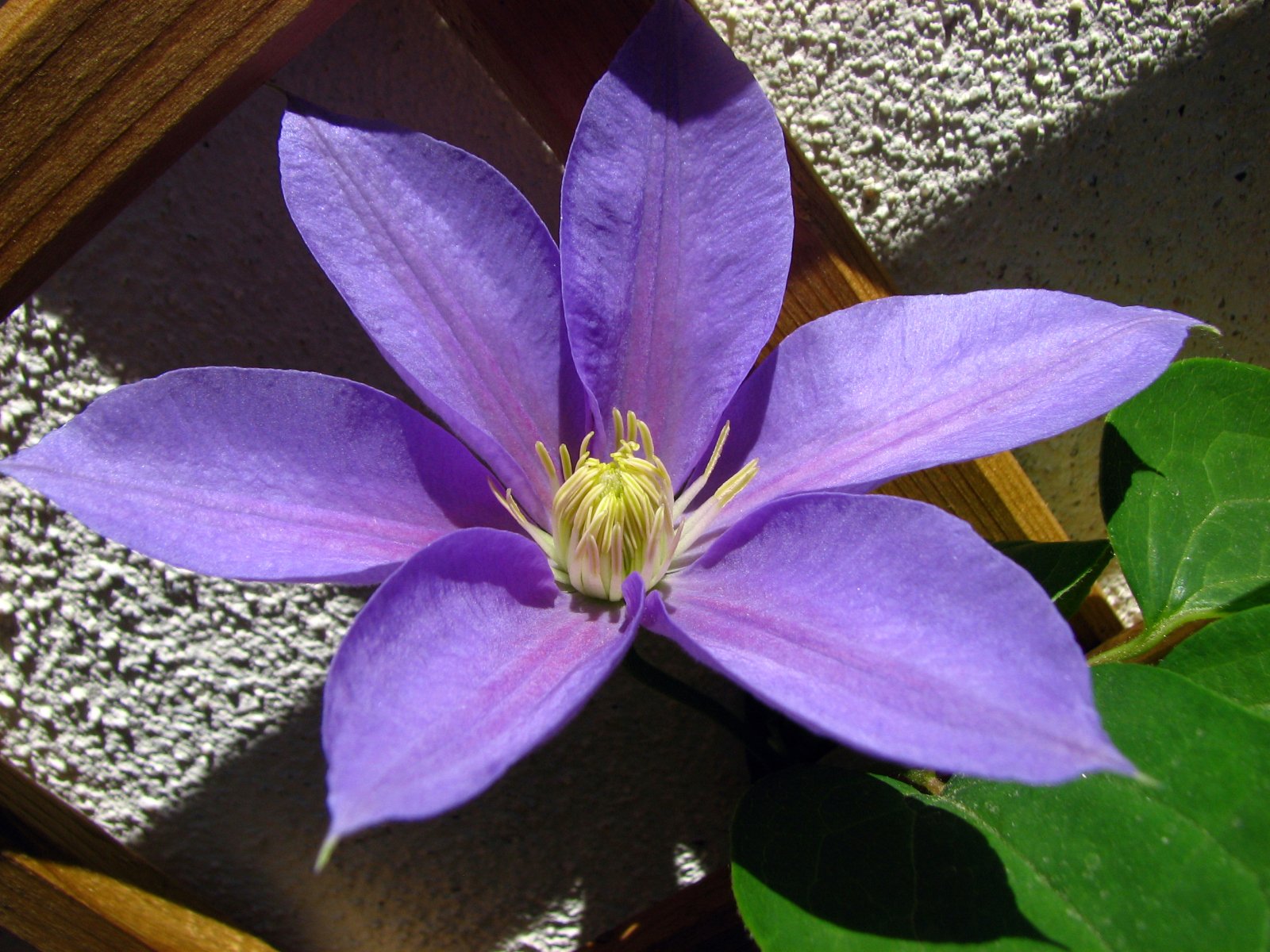 Fonds d'cran Nature Fleurs clematite