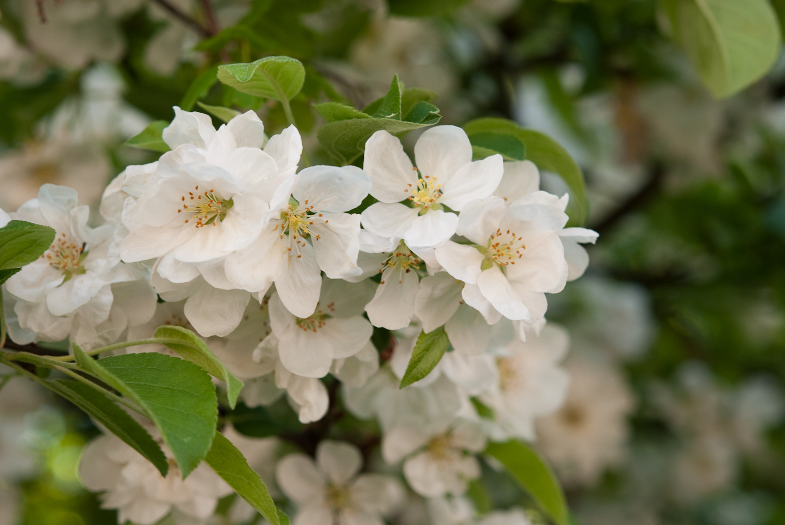 Wallpapers Nature Flowers Belle fleurs blanche