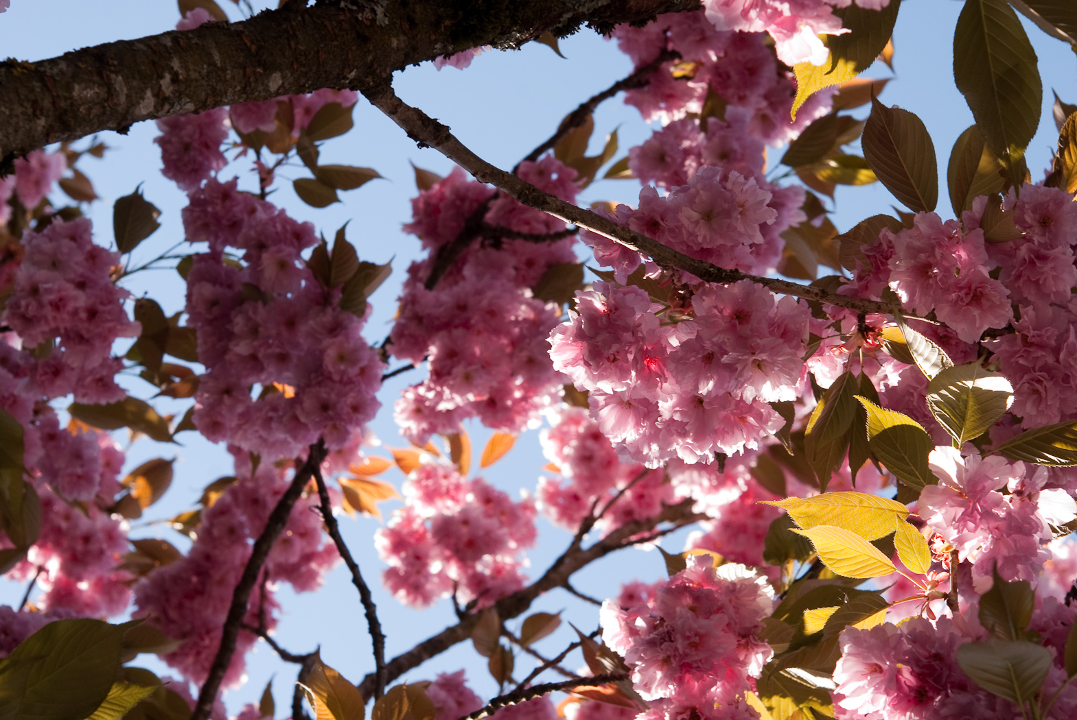 Fonds d'cran Nature Fleurs Fleurs roses du printemps