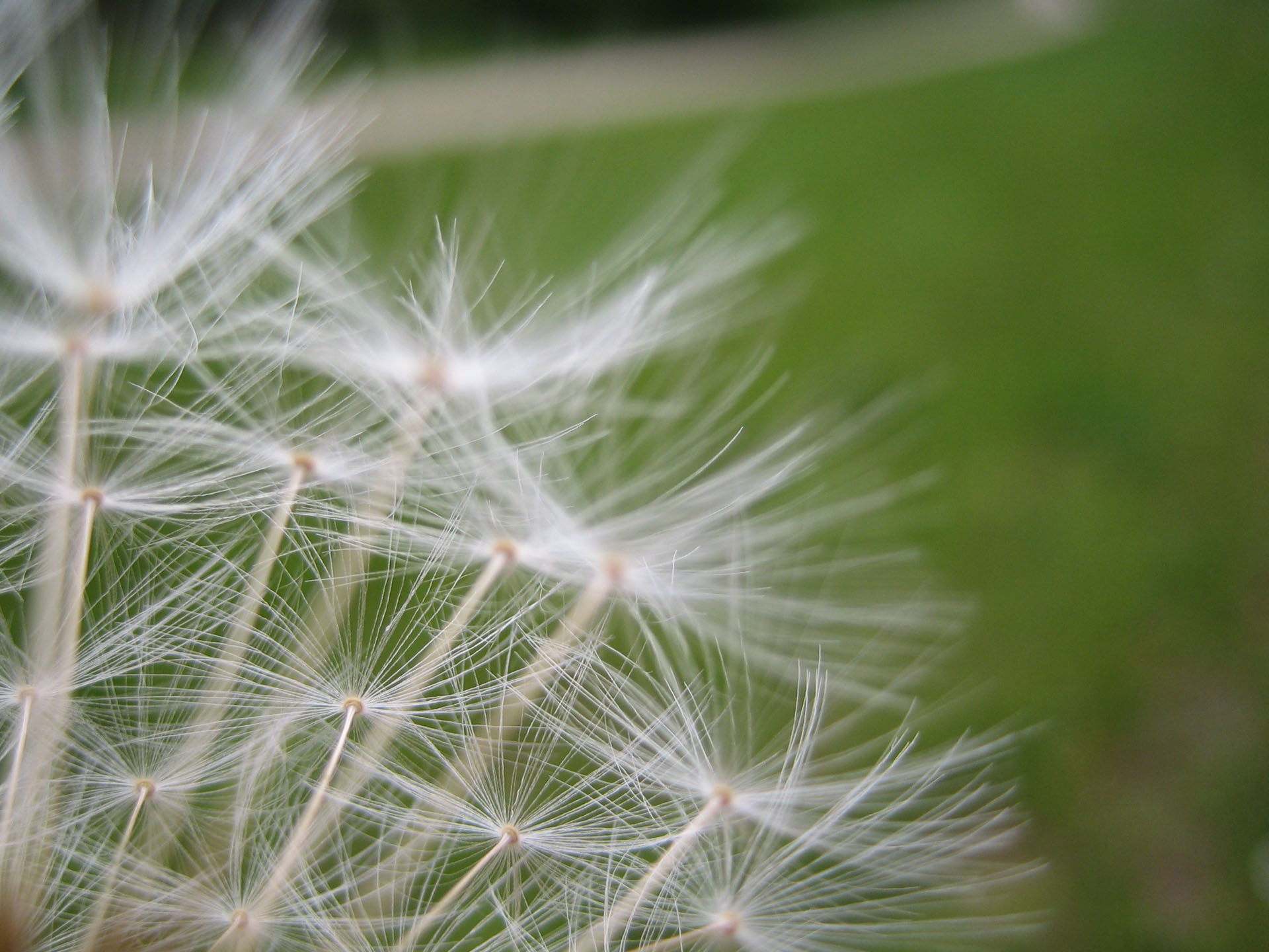 Fonds d'cran Nature Fleurs 