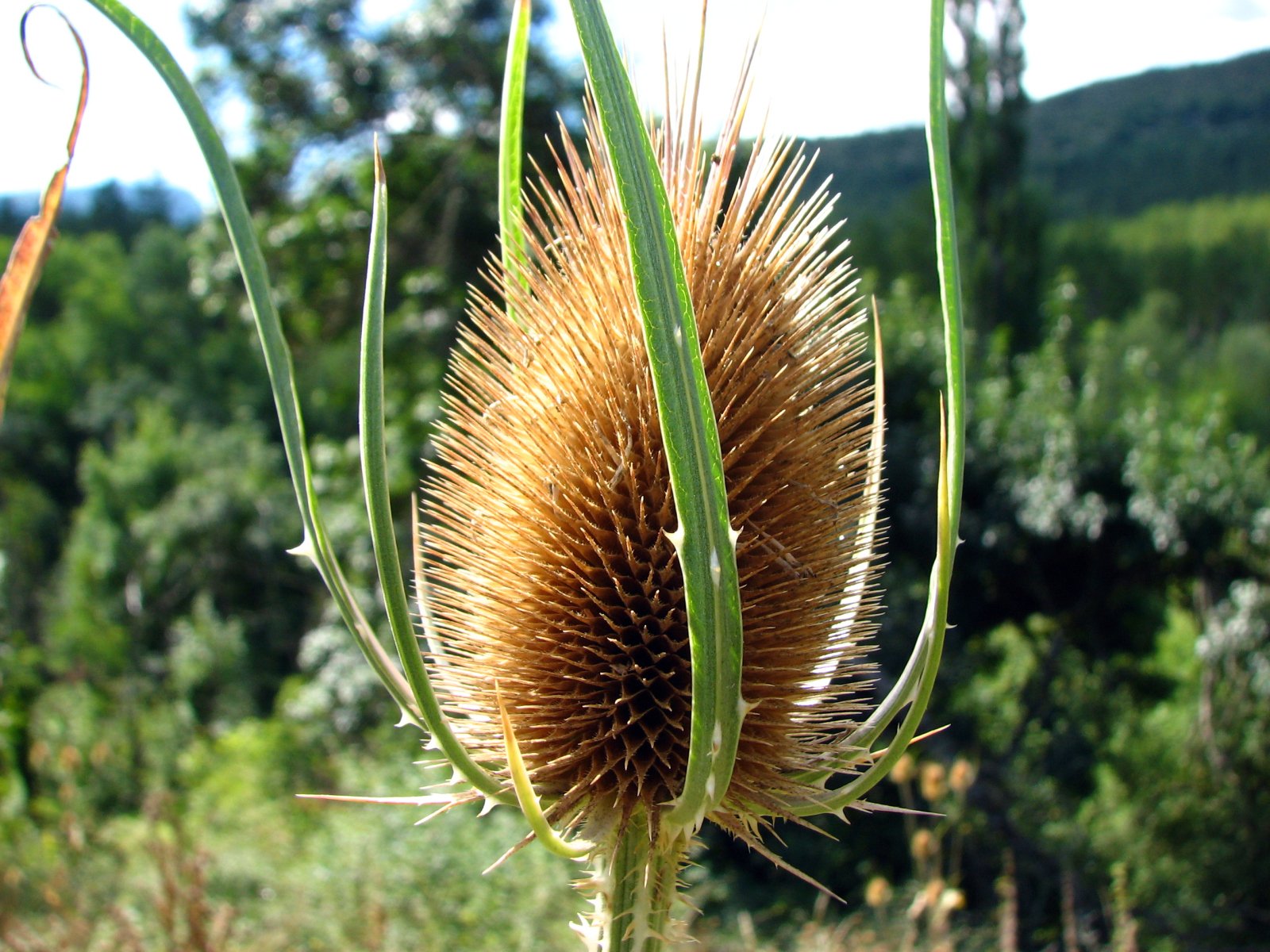 Wallpapers Nature Flowers cardre sauvage