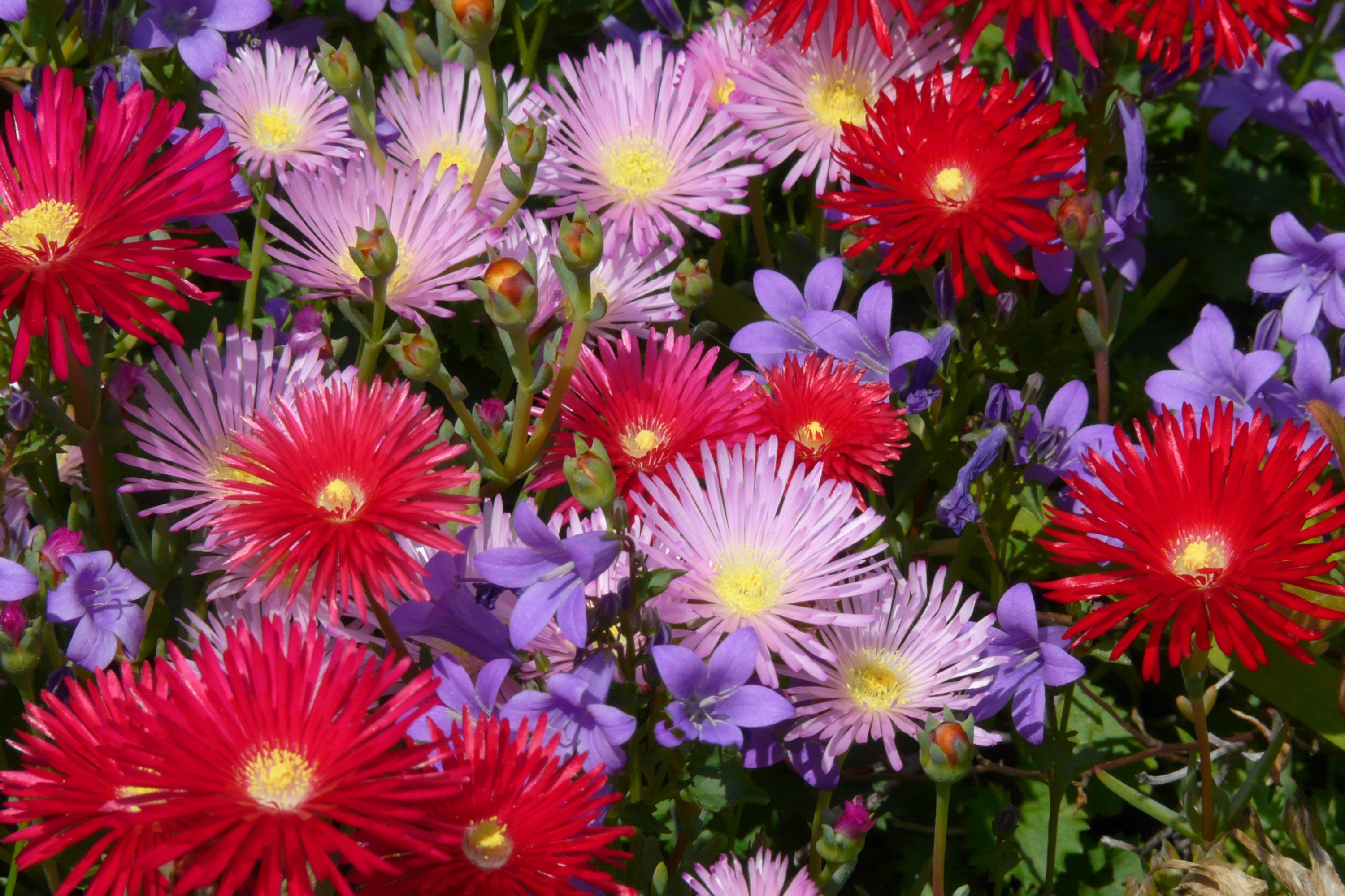 Fonds d'cran Nature Fleurs pour vous, quelques fleurs colores de mon jardin