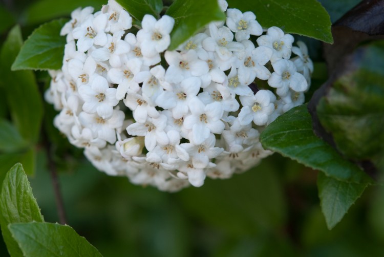 Wallpapers Nature Flowers fleurs blanche en cercle