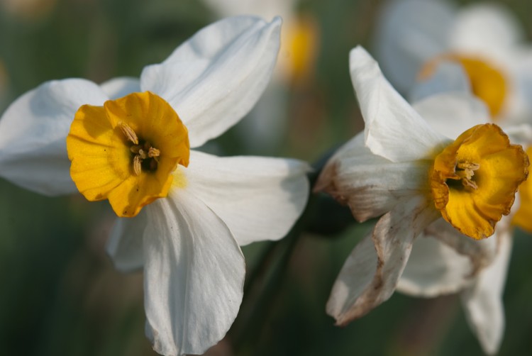 Wallpapers Nature Flowers Duo de fleurs blanche et jaune