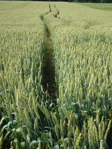 Fonds d'cran Nature Champs - Prairies Sillon de vie