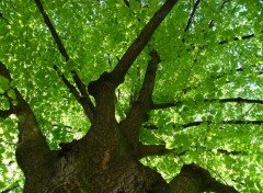 Fonds d'cran Nature un bol d'oxygne