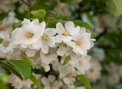 Wallpapers Nature Belle fleurs blanche