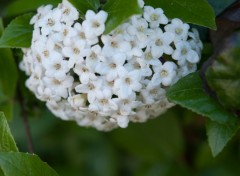 Wallpapers Nature fleurs blanche en cercle