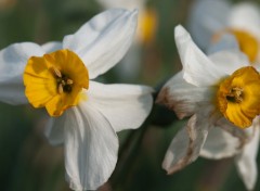 Wallpapers Nature Duo de fleurs blanche et jaune