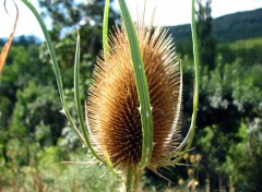 Fonds d'cran Nature cardre sauvage