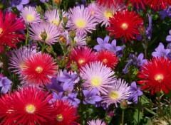 Wallpapers Nature pour vous, quelques fleurs colores de mon jardin