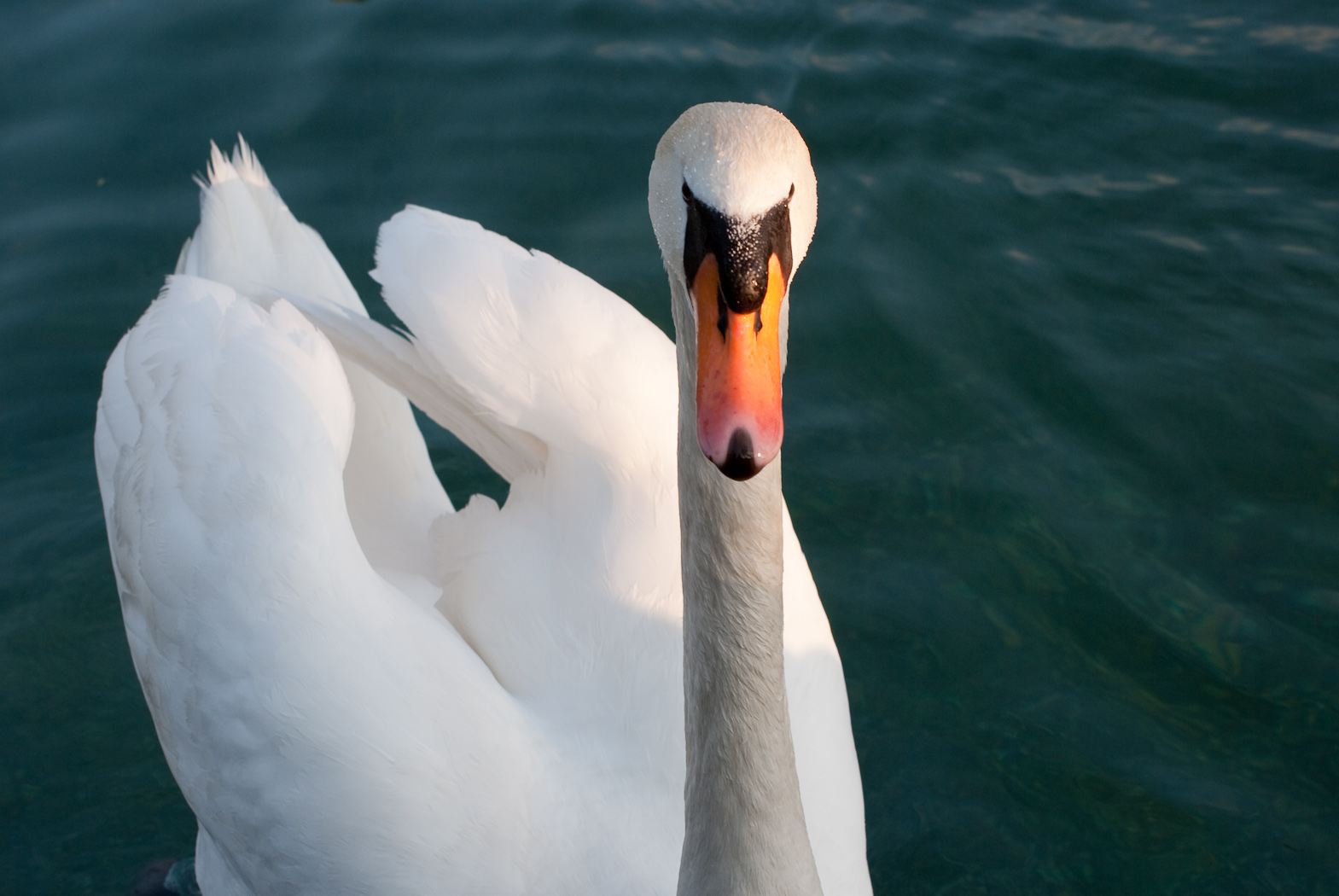 Fonds d'cran Animaux Oiseaux - Cygnes Cygne voguant sur le lac d'Annecy