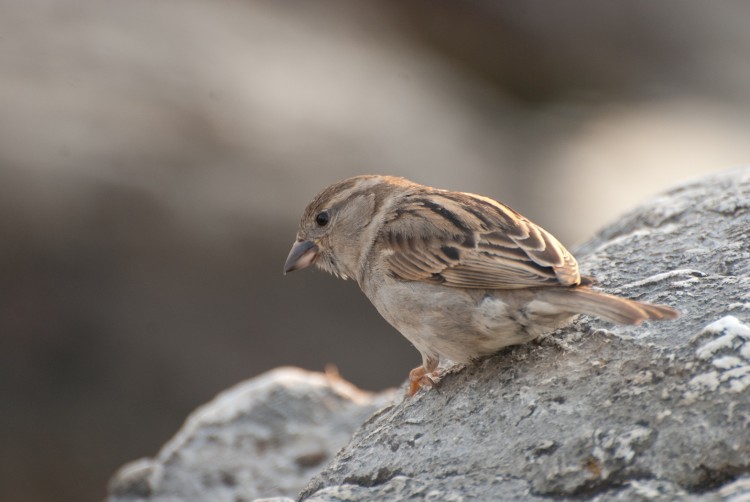 Fonds d'cran Animaux Oiseaux - Moineaux Moineau curieux