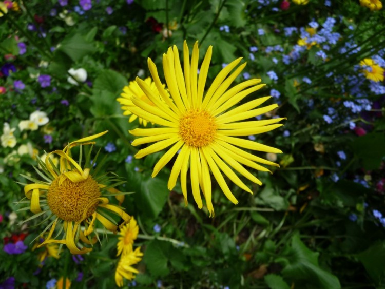 Fonds d'cran Nature Fleurs un soleil dans la verdure