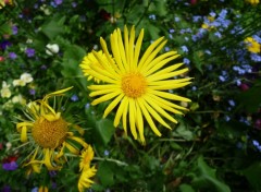 Fonds d'cran Nature un soleil dans la verdure