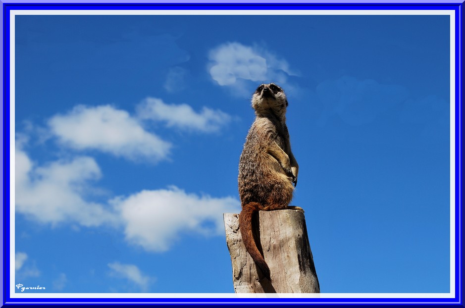 Wallpapers Animals Meerkats Zoo Parc de Beauval