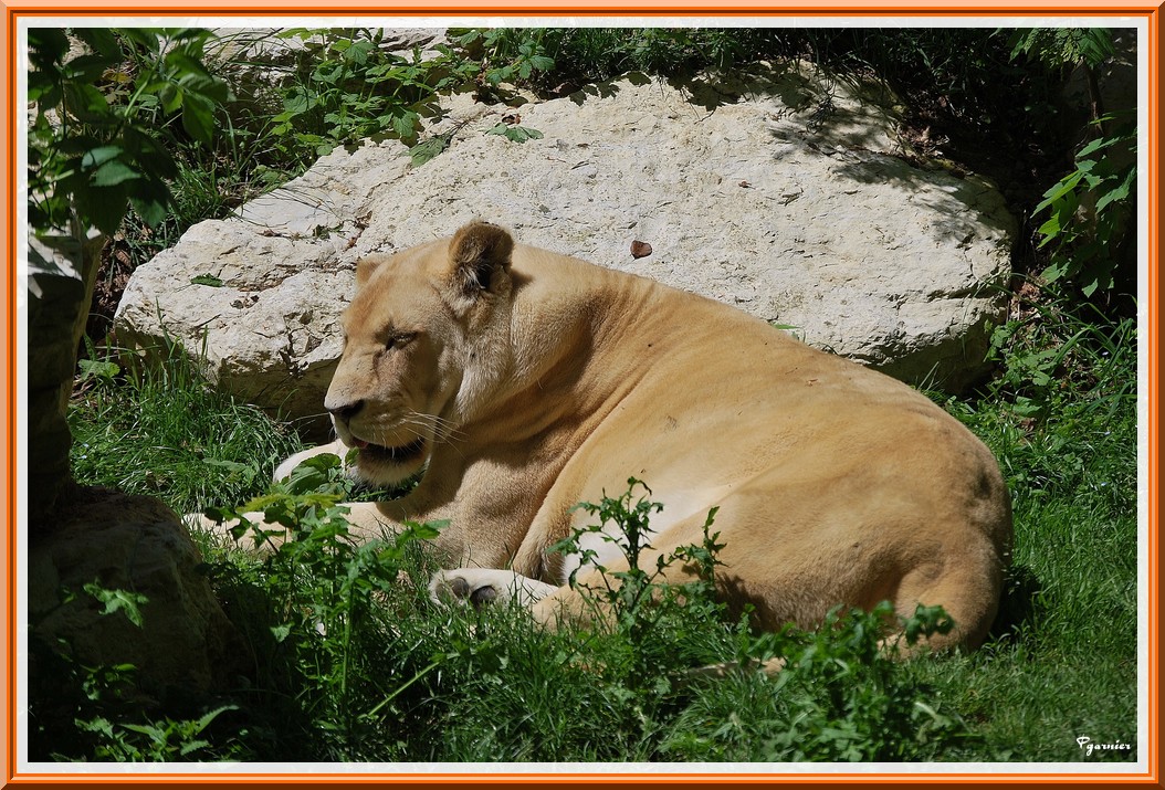 Wallpapers Animals Felines - Lions Zoo Parc de Beauval