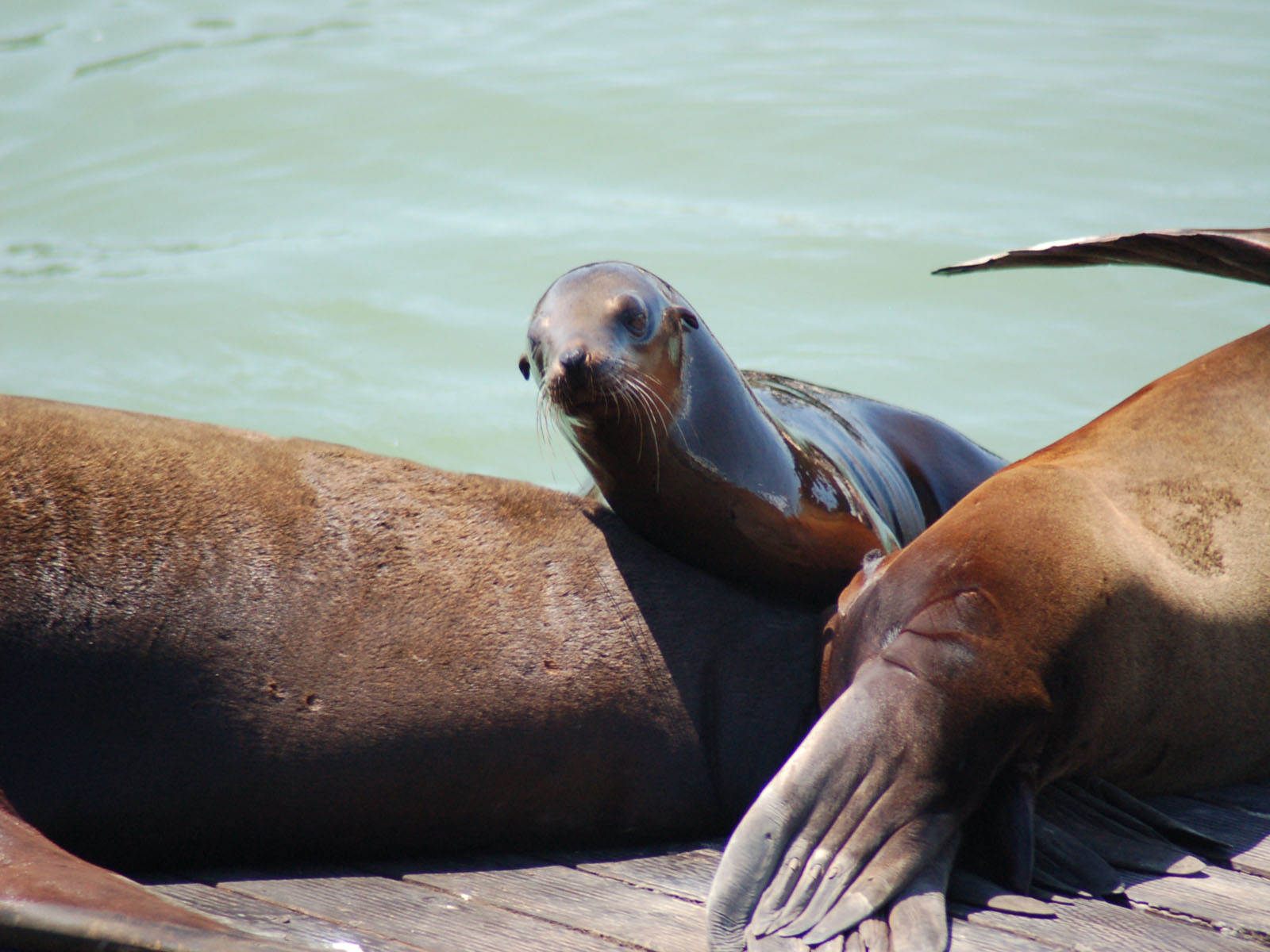 Wallpapers Animals Sealife - Seals bb phoque