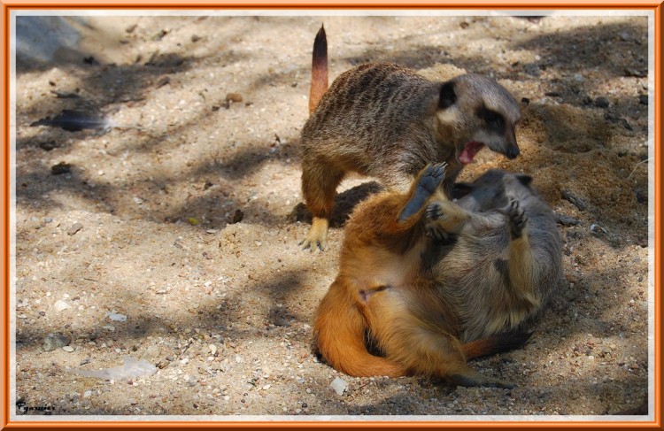 Fonds d'cran Animaux Suricates Zoo Parc de Beauval