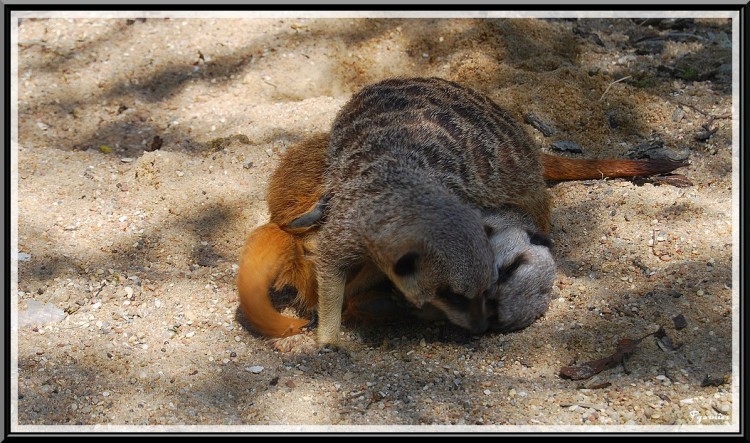 Fonds d'cran Animaux Suricates Zoo Parc de Beauval