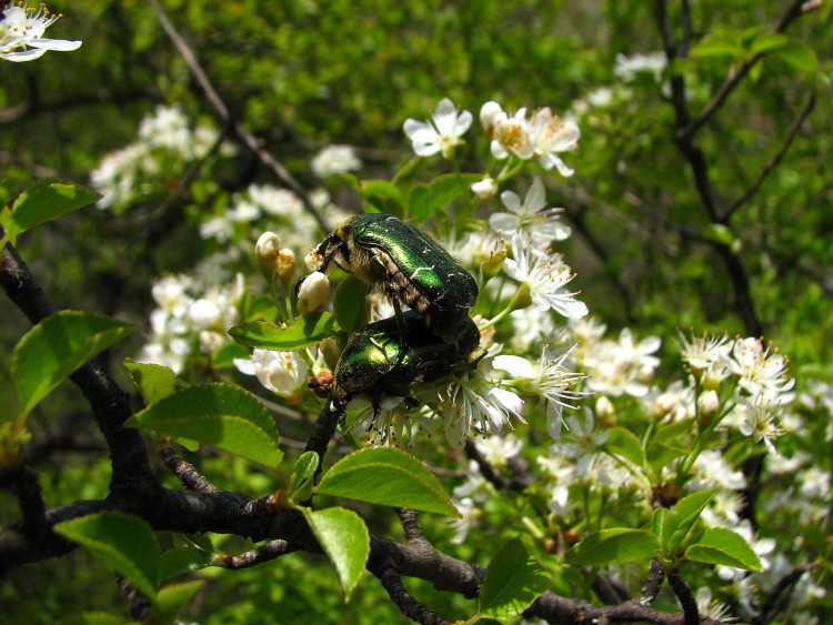 Fonds d'cran Animaux Insectes - Scarabes scarabes