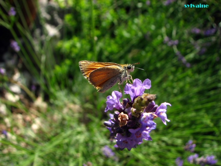 Fonds d'cran Animaux Insectes - Papillons le Sylvaine