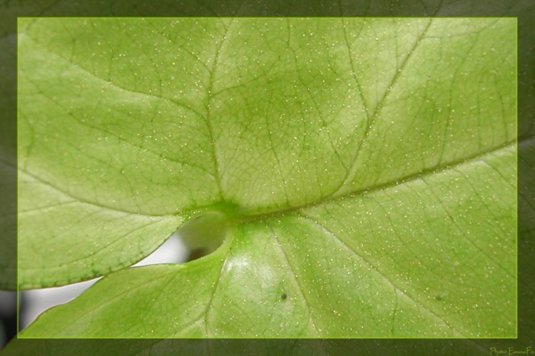 Wallpapers Nature Leaves - Foliage Chlorophyle