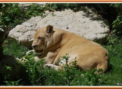 Wallpapers Animals Zoo Parc de Beauval