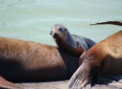 Fonds d'cran Animaux bb phoque