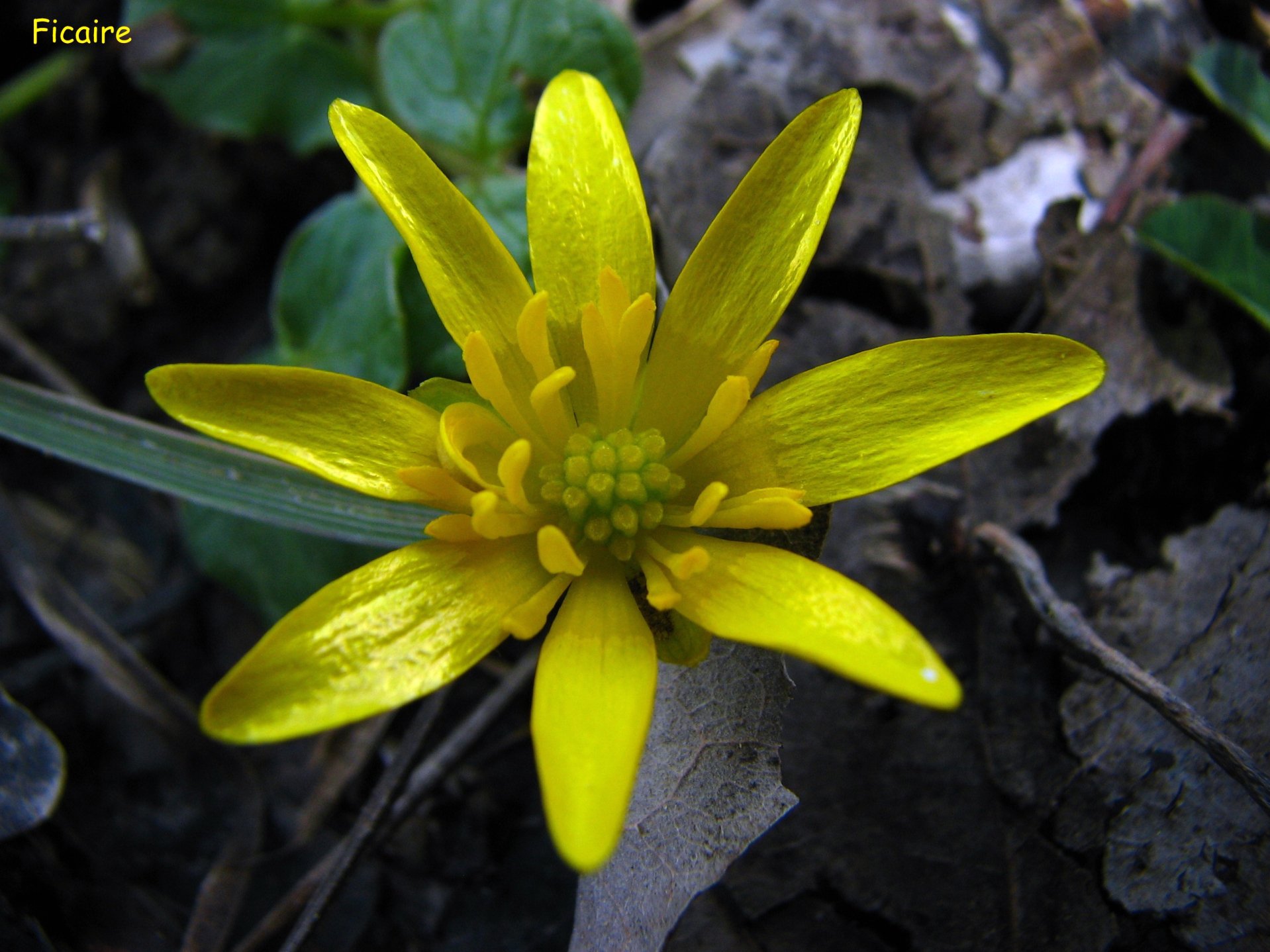 Fonds d'cran Nature Fleurs ficaire