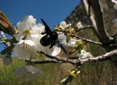 Fonds d'cran Animaux bourdon sur fleurs de cerisier