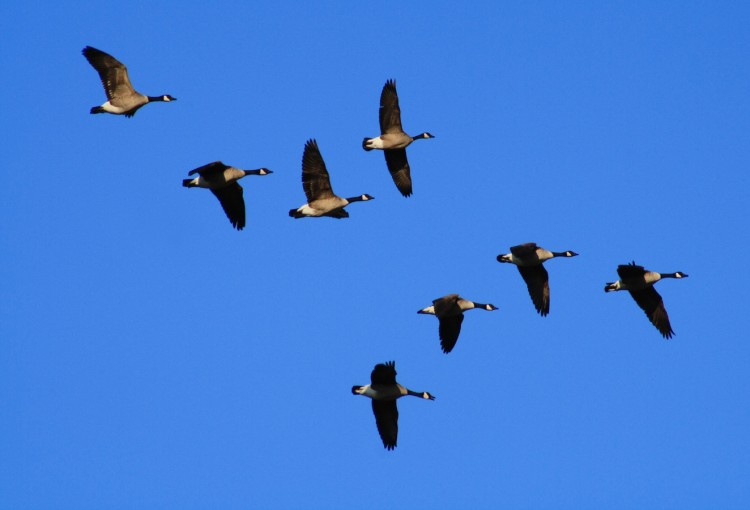 Fonds d'cran Animaux Oiseaux - Bernaches Bernaches du Canada