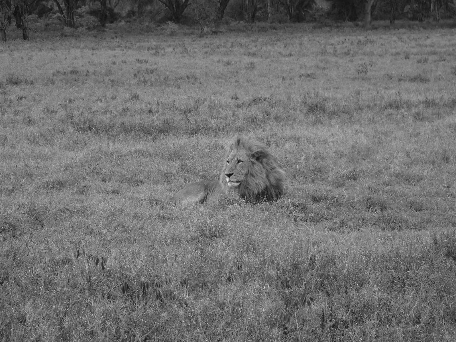 Wallpapers Animals Felines - Lions Lions dans la savane